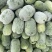 小冬瓜产地尉士发货大小均匀1到3斤半量大优惠
