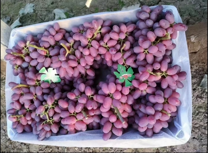 河北精品巨盛一号葡萄口感超甜现大量上市产地直发对接市场