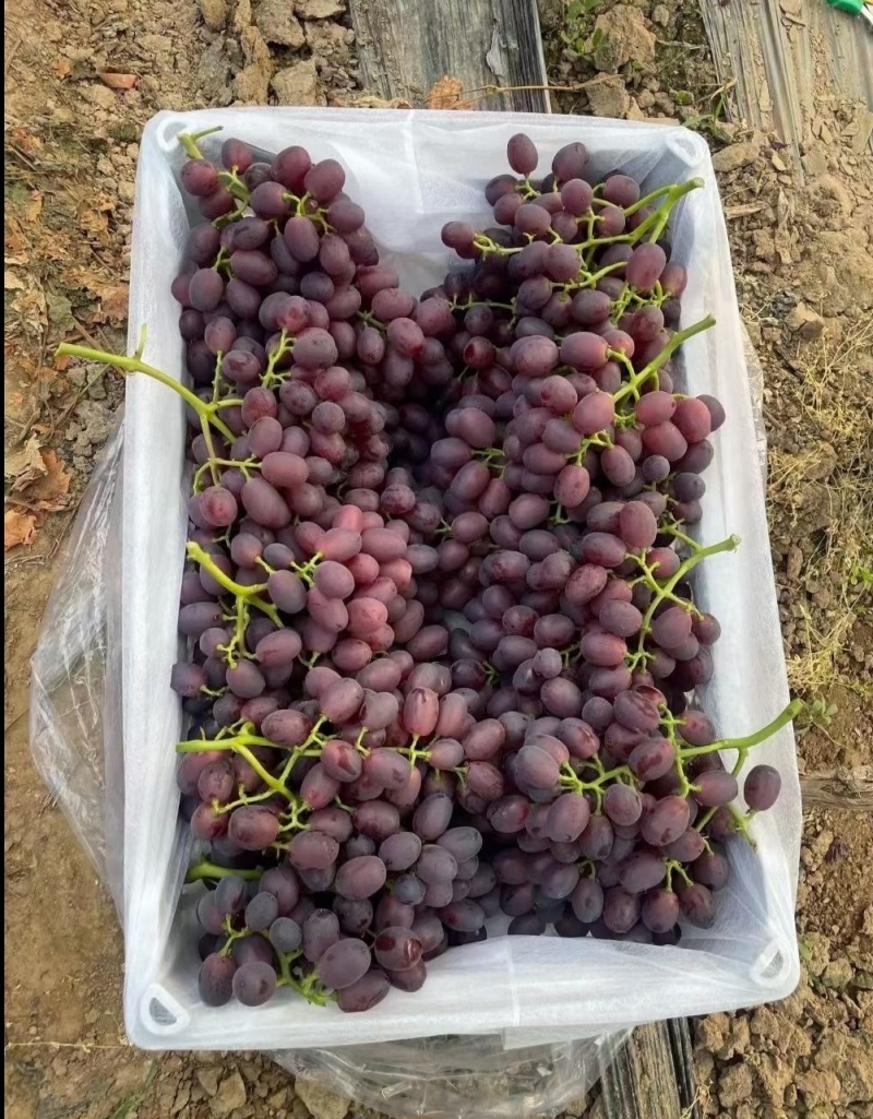 河北精品巨盛一号葡萄口感超甜现大量上市产地直发对接市场