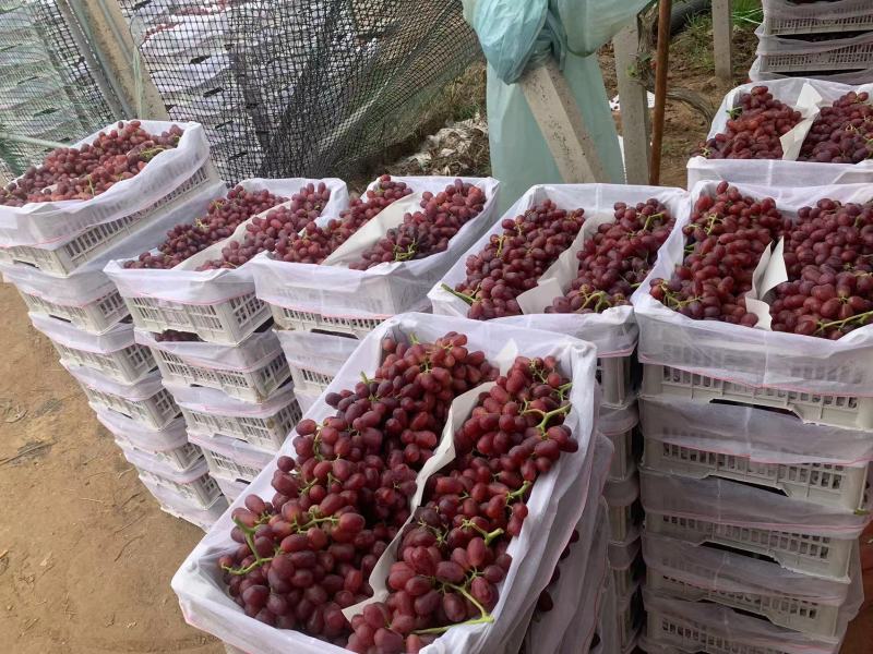 河北精品巨盛一号葡萄口感超甜现大量上市产地直发对接市场
