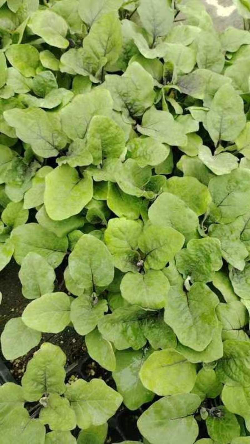 黑亮圆茄苗，颜色好，易管理，品质优，适应大型基地种植户种