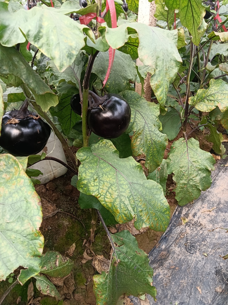 黑亮圆茄苗，颜色好，易管理，品质优，适应大型基地种植户种