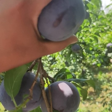 陕西巨力李子大量上市欢迎订购