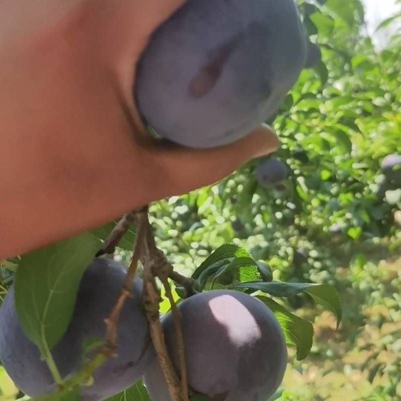 陕西巨力李子大量上市欢迎订购