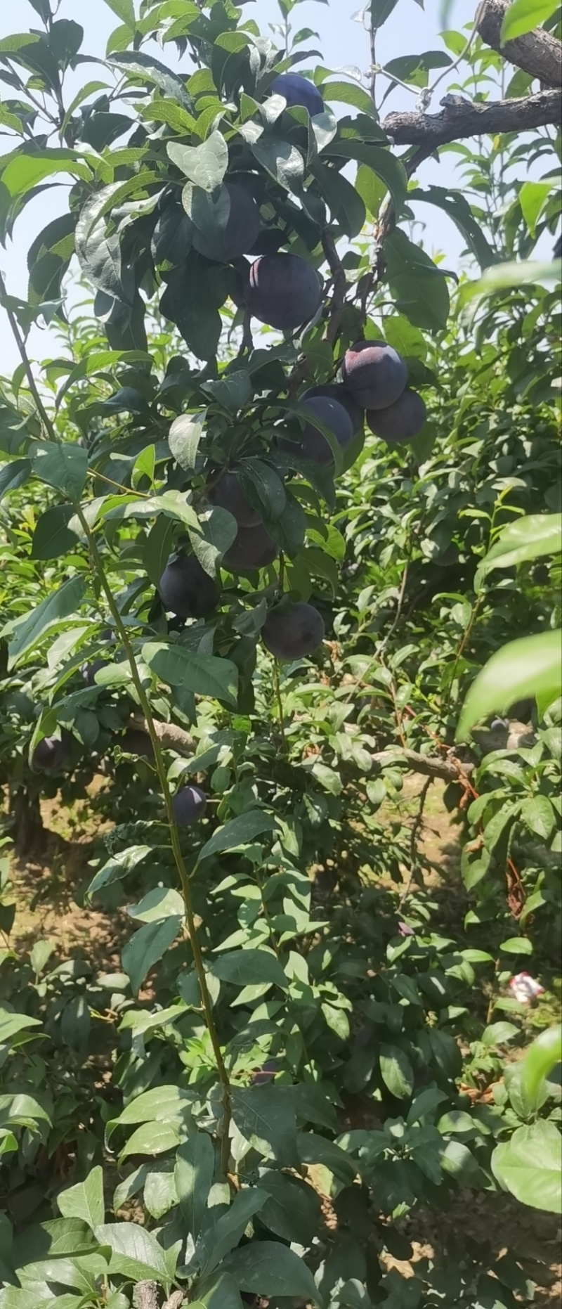 陕西巨力李子大量上市欢迎订购