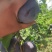 陕西巨力李子大量上市欢迎订购