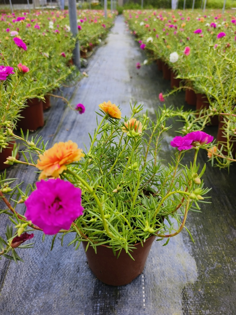 重瓣太阳花苗宿根混色植物绿植花卉盆栽四季开花带根带花苞发