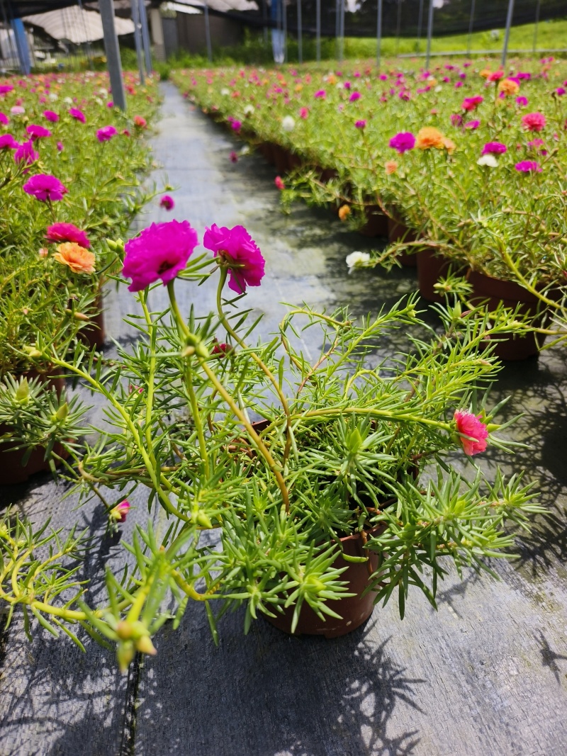 重瓣太阳花苗宿根混色植物绿植花卉盆栽四季开花带根带花苞发