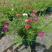 重瓣太阳花苗宿根混色植物绿植花卉盆栽四季开花带根带花苞发