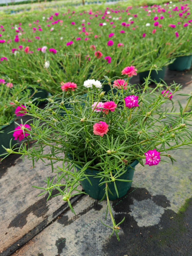 重瓣太阳花苗宿根混色植物绿植花卉盆栽四季开花带根带花苞发