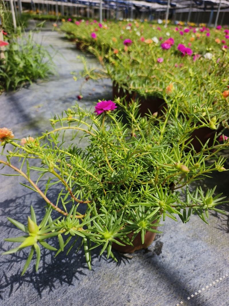 重瓣太阳花苗宿根混色植物绿植花卉盆栽四季开花带根带花苞发