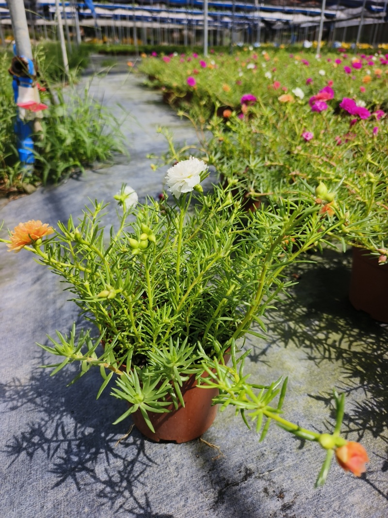 重瓣太阳花苗宿根混色植物绿植花卉盆栽四季开花带根带花苞发