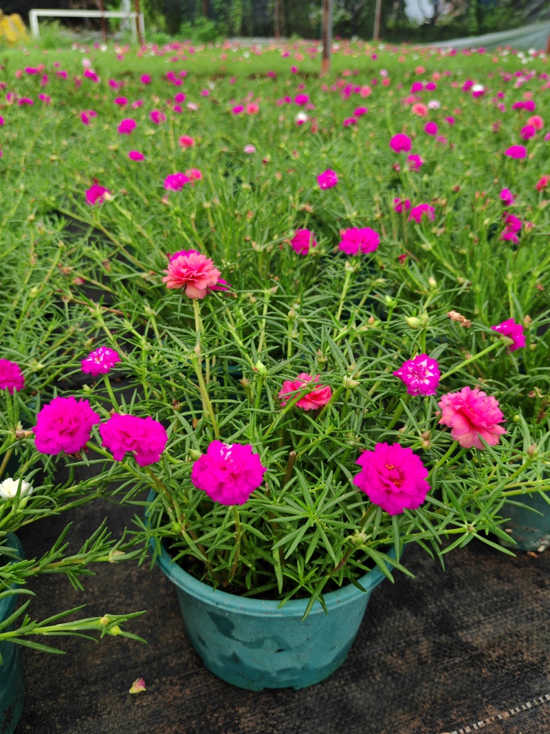 重瓣太阳花苗宿根混色植物绿植花卉盆栽四季开花带根带花苞发