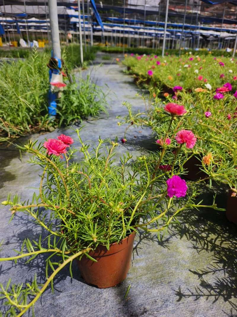 重瓣太阳花苗宿根混色植物绿植花卉盆栽四季开花带根带花苞发