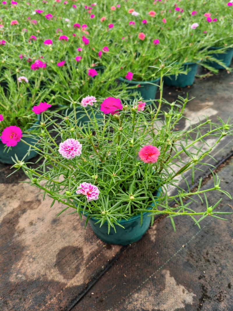 重瓣太阳花苗宿根混色植物绿植花卉盆栽四季开花带根带花苞发