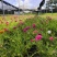 重瓣太阳花苗宿根混色植物绿植花卉盆栽四季开花带根带花苞发