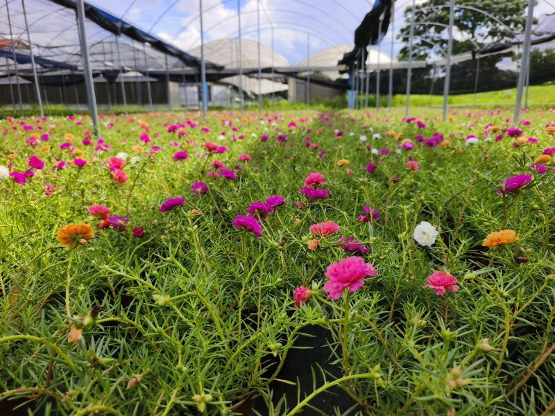 重瓣太阳花苗宿根混色植物绿植花卉盆栽四季开花带根带花苞发