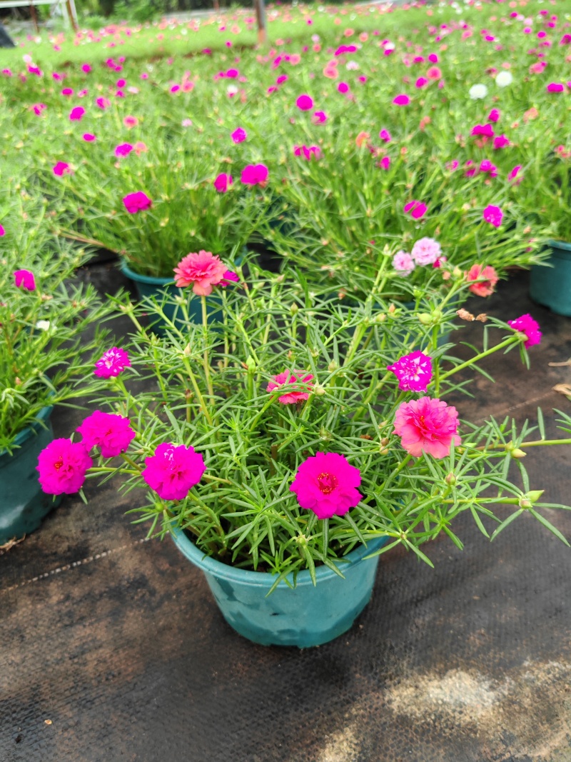 重瓣太阳花苗宿根混色植物绿植花卉盆栽四季开花带根带花苞发