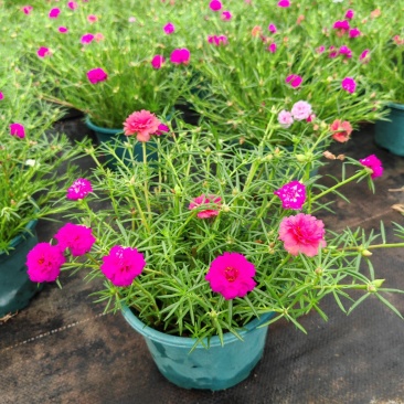 重瓣太阳花苗宿根混色植物绿植花卉盆栽四季开花带根带花苞发