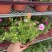 重瓣太阳花苗宿根混色植物绿植花卉盆栽四季开花带根带花苞发