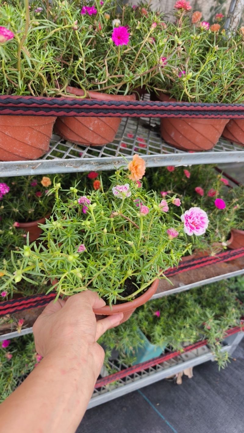 重瓣太阳花苗宿根混色植物绿植花卉盆栽四季开花带根带花苞发