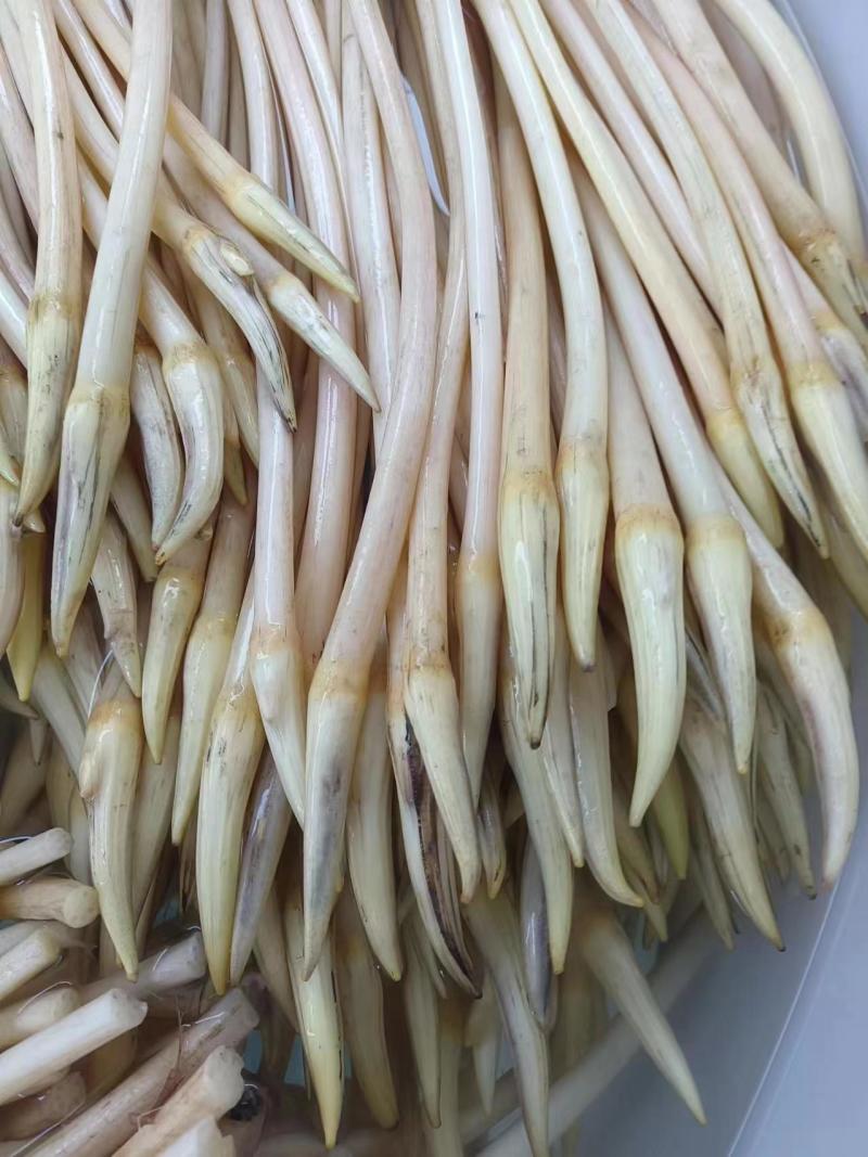 精品大湖天然野生藕带量大质优全国发货欢迎咨询