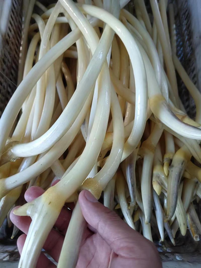 精品大湖天然野生藕带量大质优全国发货欢迎咨询