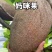 妈咪果苗，嫁接苗，营养杯苗带土带叶发货的