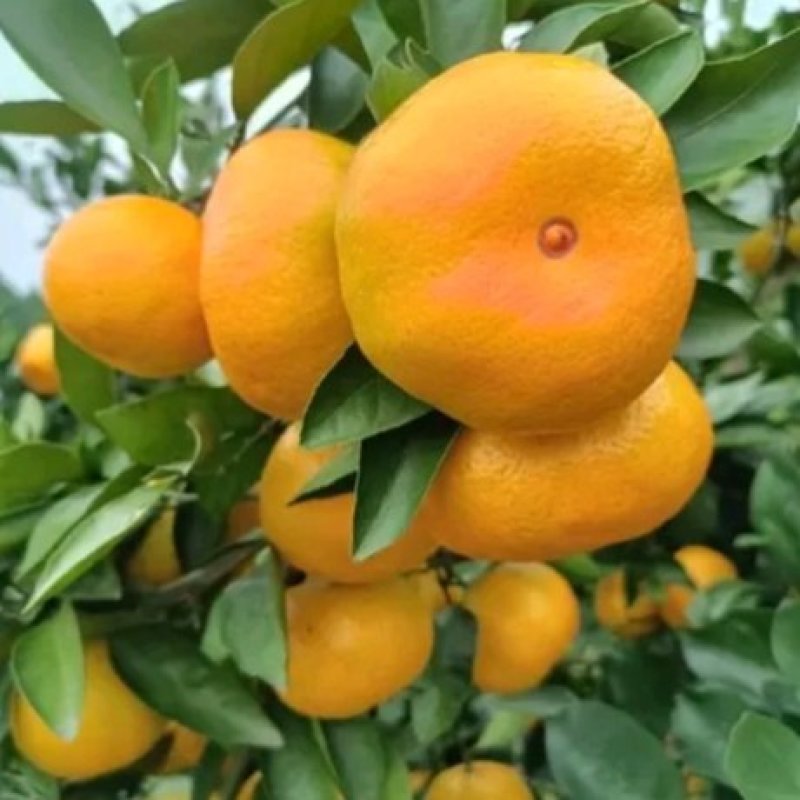 宜昌特早普早国庆蜜橘薄皮化渣电商批发商超出口外贸诚信