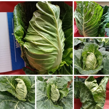 高山精品牛心甘兰大量上市