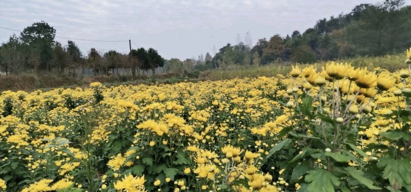 湖北随州金丝皇菊花茶大量供应代发全国诚信合作欢迎下单