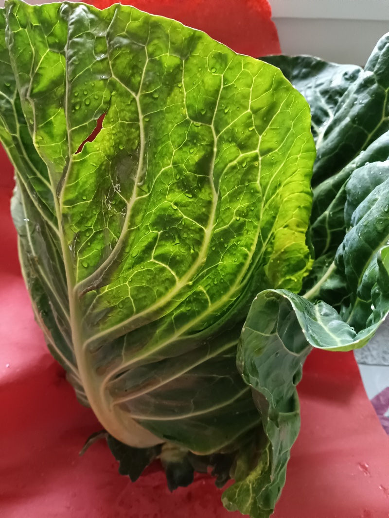 高山精品牛心甘兰大量上市