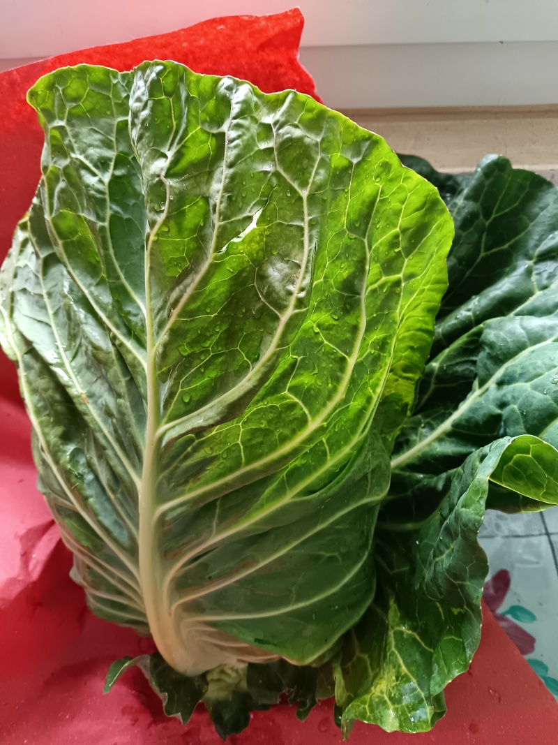 高山精品牛心甘兰大量上市