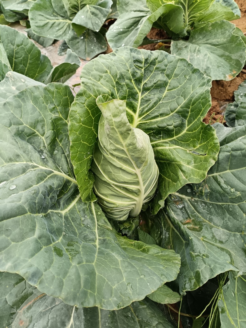 高山精品牛心甘兰大量上市