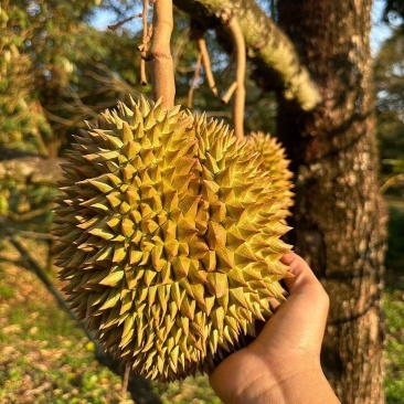 金枕~榴莲~种植基地采摘~一手货源~烂果~坏果~包售后