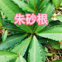 大罗伞，朱砂根