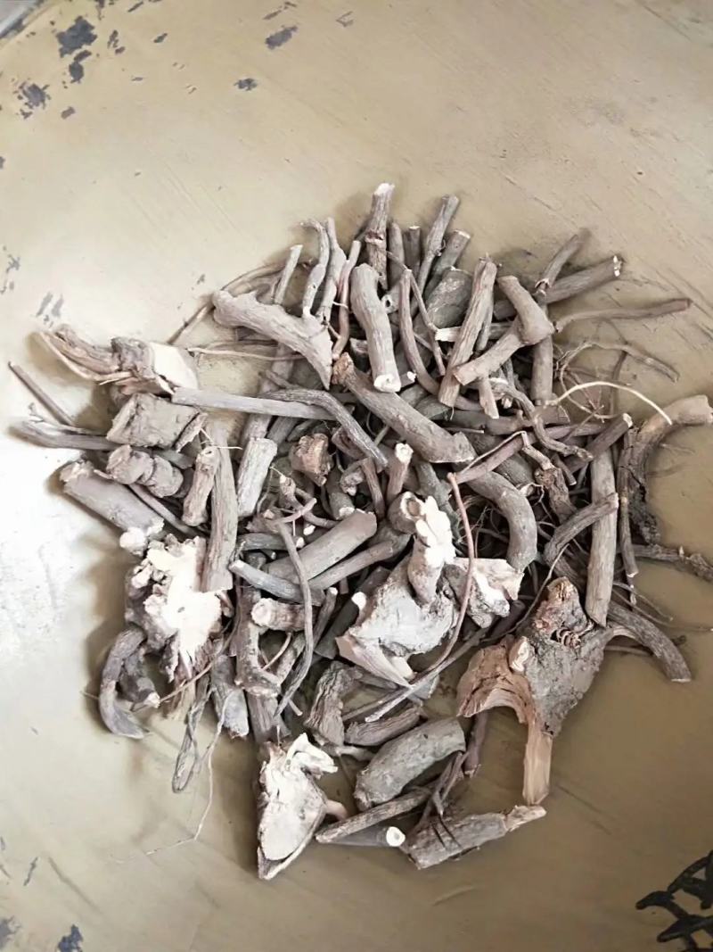 大罗伞，朱砂根