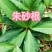 大罗伞，朱砂根