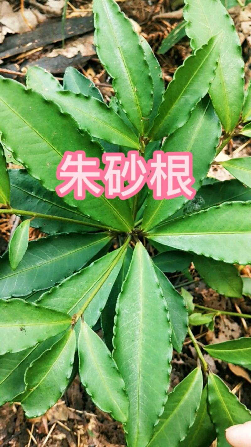大罗伞，朱砂根