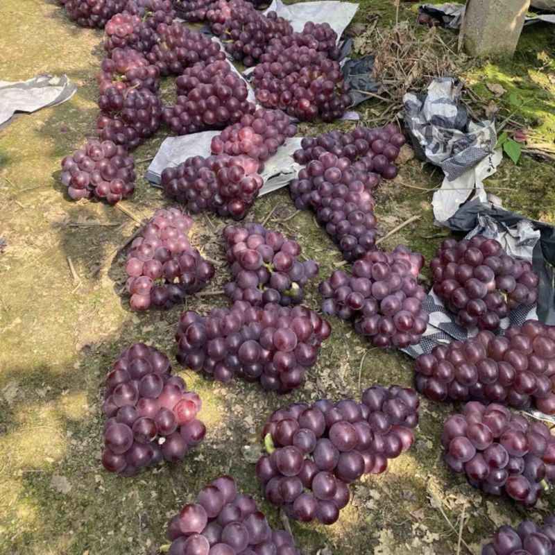 河北巨峰/巨峰葡萄/巨峰葡萄鲜货产地直发一手货源欢迎选购