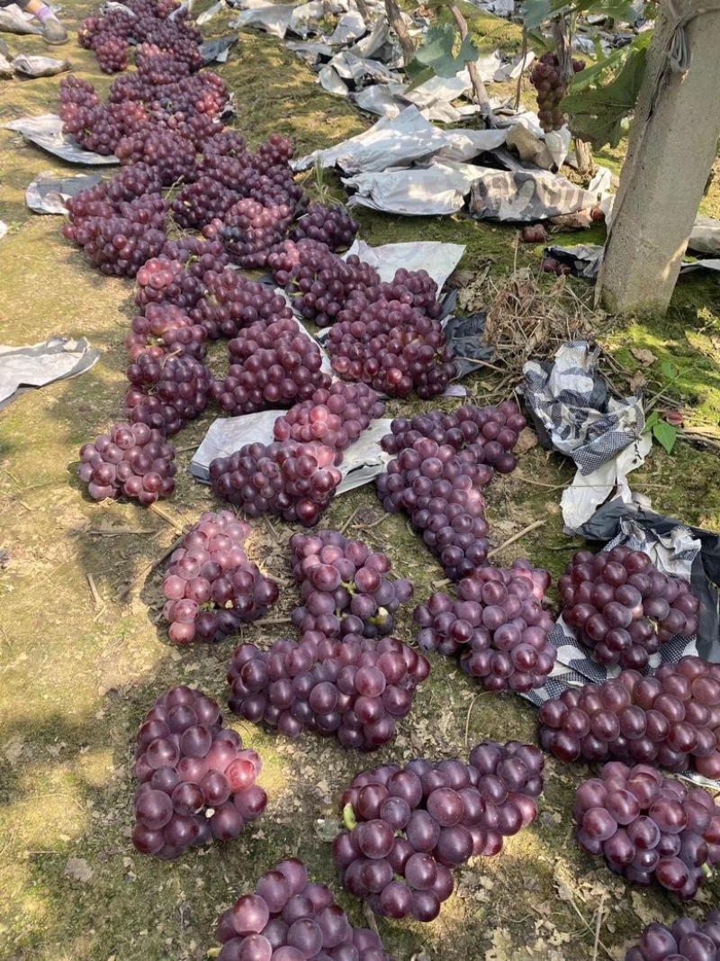 河北巨峰/巨峰葡萄/巨峰葡萄鲜货产地直发一手货源欢迎选购