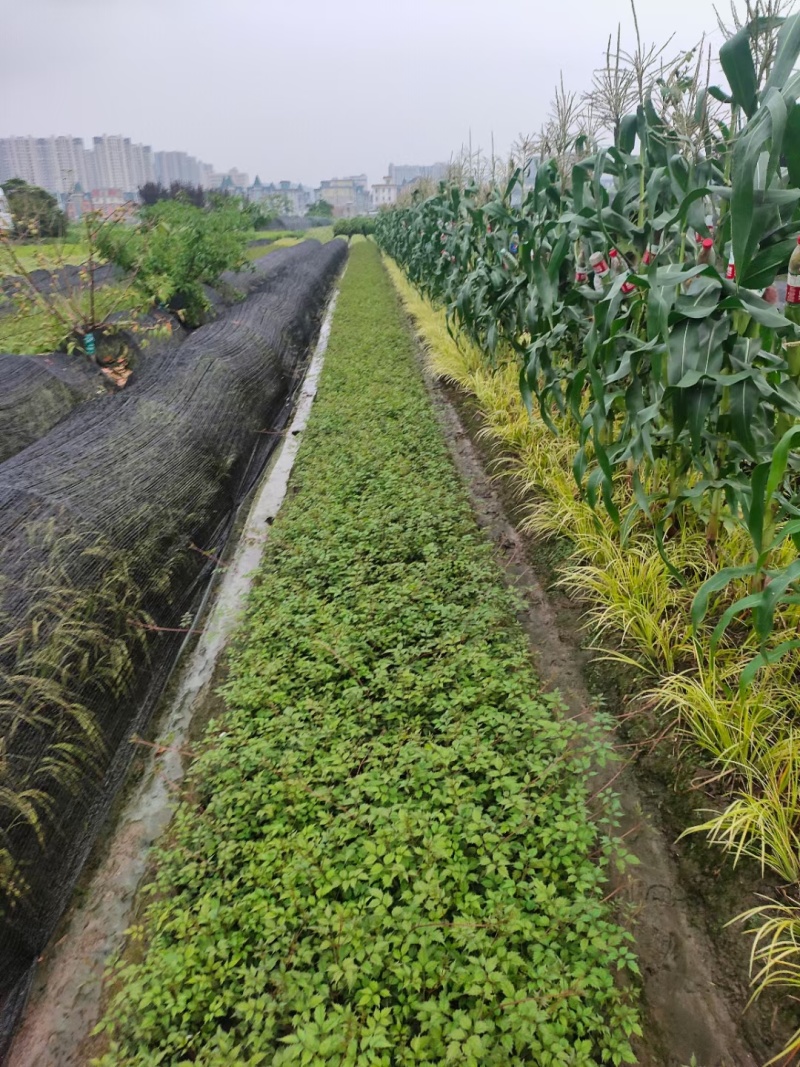 藤本植物凌宵小杯量大价优，新鲜起苗，欢迎来一亩田订购。