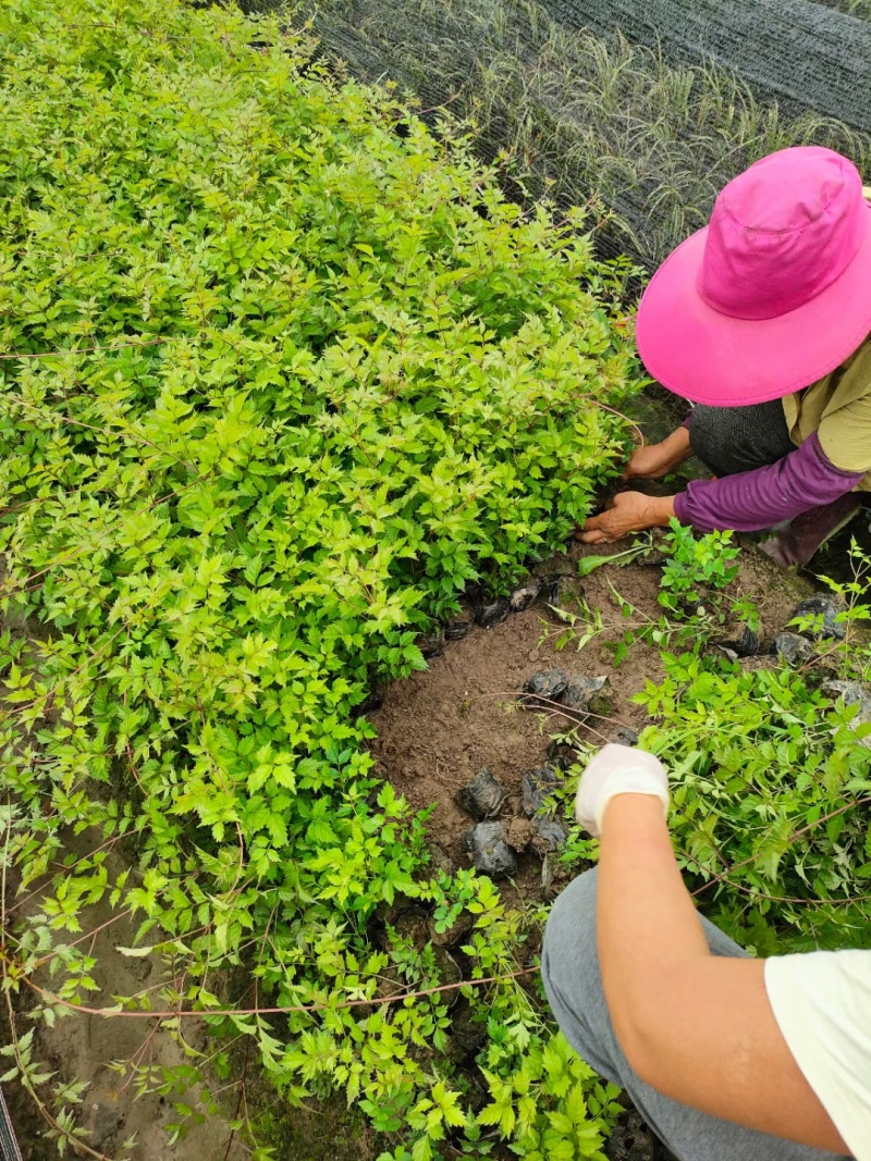 藤本植物凌宵小杯量大价优，新鲜起苗，欢迎来一亩田订购。