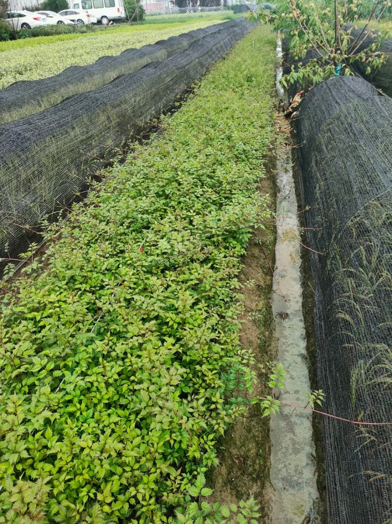 藤本植物凌宵小杯量大价优，新鲜起苗，欢迎来一亩田订购。
