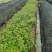 藤本植物凌宵小杯量大价优，新鲜起苗，欢迎来一亩田订购。