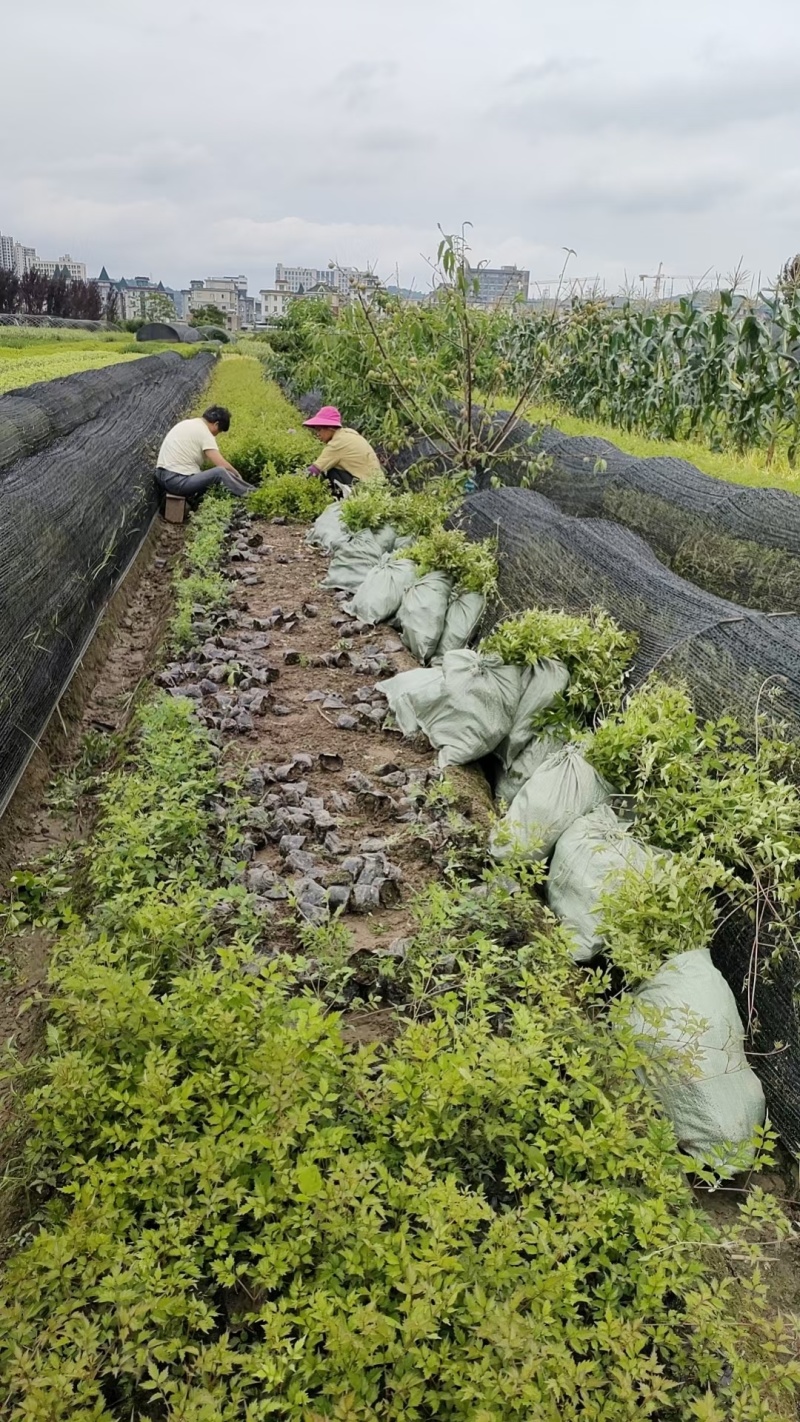 藤本植物凌宵小杯量大价优，新鲜起苗，欢迎来一亩田订购。