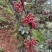 大凉山花椒鲜红花椒自家种植基地口感香麻可视频