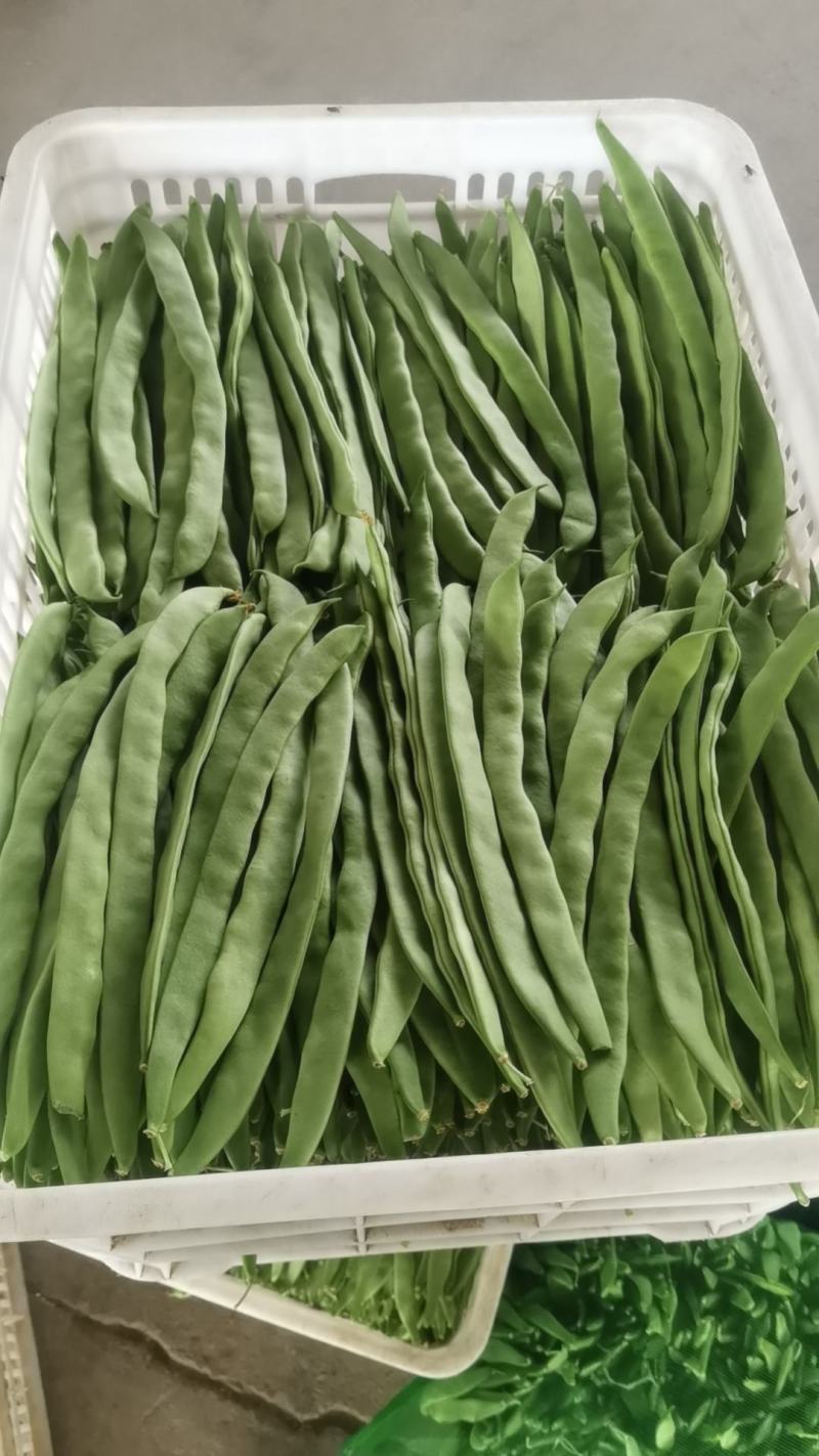 新苗豆角二期刚上市