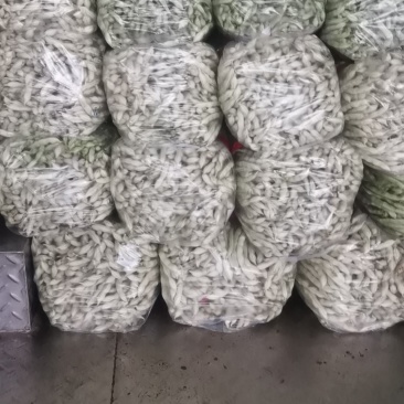 新苗豆角二期刚上市