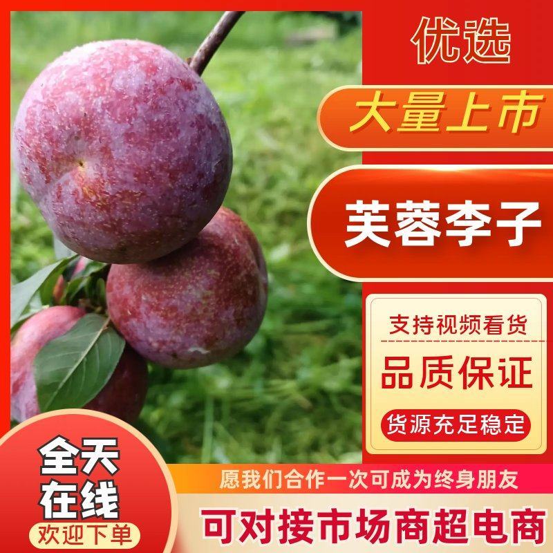 水果佬优选推荐芙蓉李子，保质保量供应工厂，市场，电商。